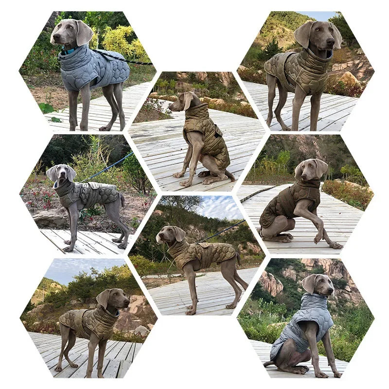 Whippet Greyhound Jacket for Large Breed Dogs